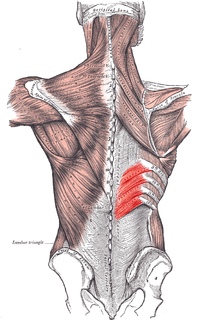 Serratus posterior inferior muscle Muscle of the mid-low back