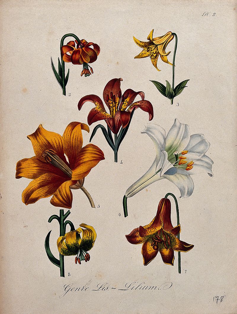 Lilium - Wikipedia, la enciclopedia libre