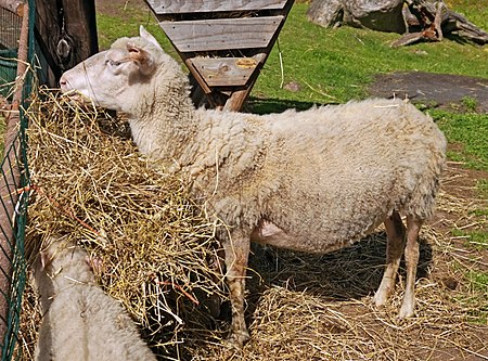 Cừu Phần Lan