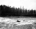 Shooting the Whitehorse Rapids, Yukon River, Yukon Territory, 1898 (CURTIS 556).jpeg