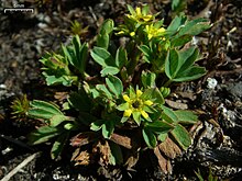 Sibbaldiaprocumbens.jpg