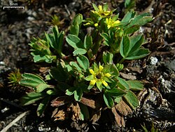 Tunturinärvänä eli närvänä (Sibbaldia procumbens)