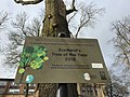 Thumbnail for File:Sign in front of Suffragette Oak.jpg