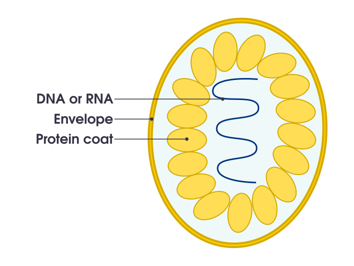 File:Simple diagram of virus (en).svg