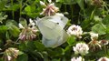 File:Small white butterflies (Pieris rapae).webm