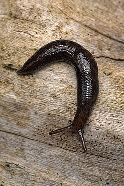 Slug (Gastropoda)