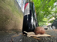 A snail and bottle from worm's-eye view Snail next to wine bottle.jpg