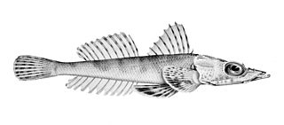 <span class="mw-page-title-main">Tuberculated flathead</span>