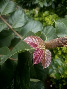 South Indian Elm Ulmus integrifolia syn Holeptelea integrifolia di Amravati, India.jpg