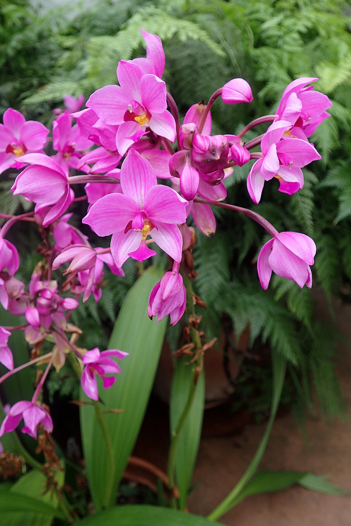 Spathoglottis Wikidata