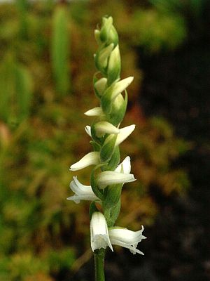 Spiranthes ochroleuca Orchi 06.jpg