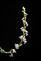 Spiranthes sinensis