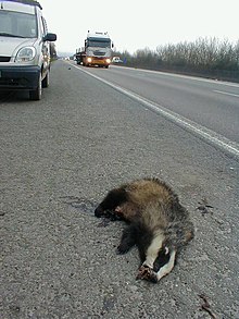 Mortalité animale due aux véhicules — Wikipédia
