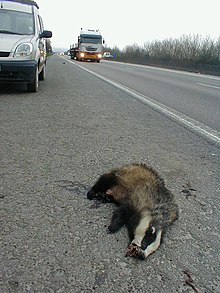 Risques routiers. Les animaux sauvages se déplacent davantage en période de  chasse.. Gibiers : la période du danger