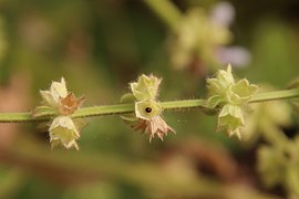 A seed within the mature calyx