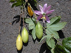 Starr-010423-0066-Passiflora tarminiana-flower and fruit-Kula-Maui (23905622893).jpg