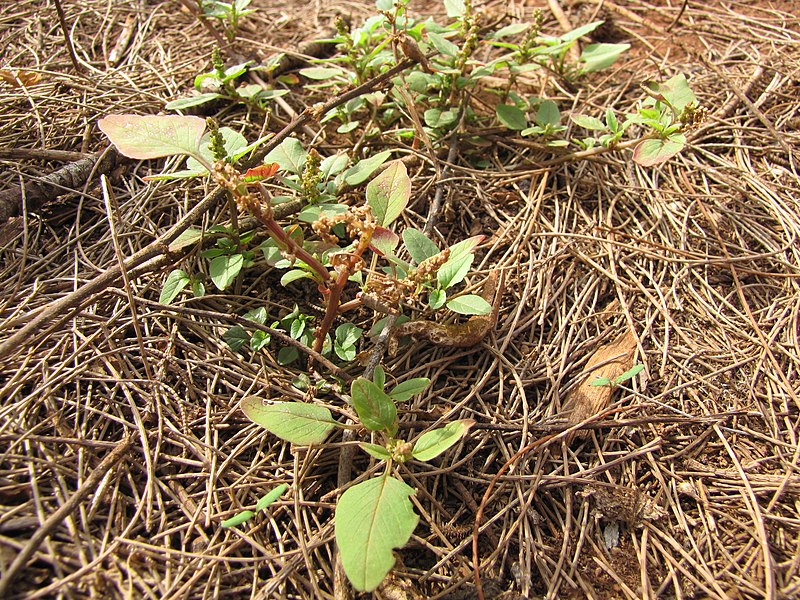 File:Starr-130321-3587-Amaranthus viridis-habit-Lower Overlook Crater Hill Kilauea Pt NWR-Kauai (24582570133).jpg