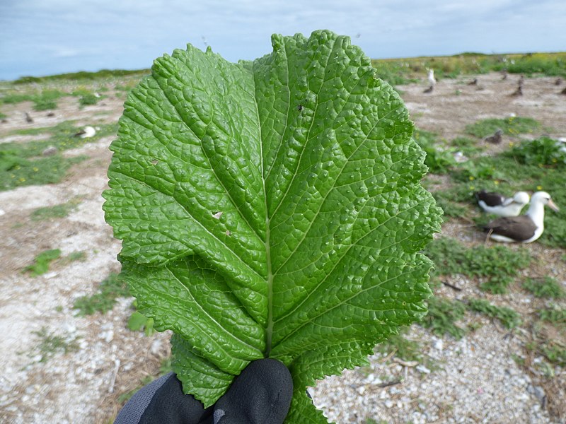 File:Starr-150403-0143-Brassica juncea-leaf-Southeast Eastern Island-Midway Atoll (24645050724).jpg