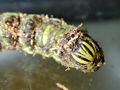 head of larva