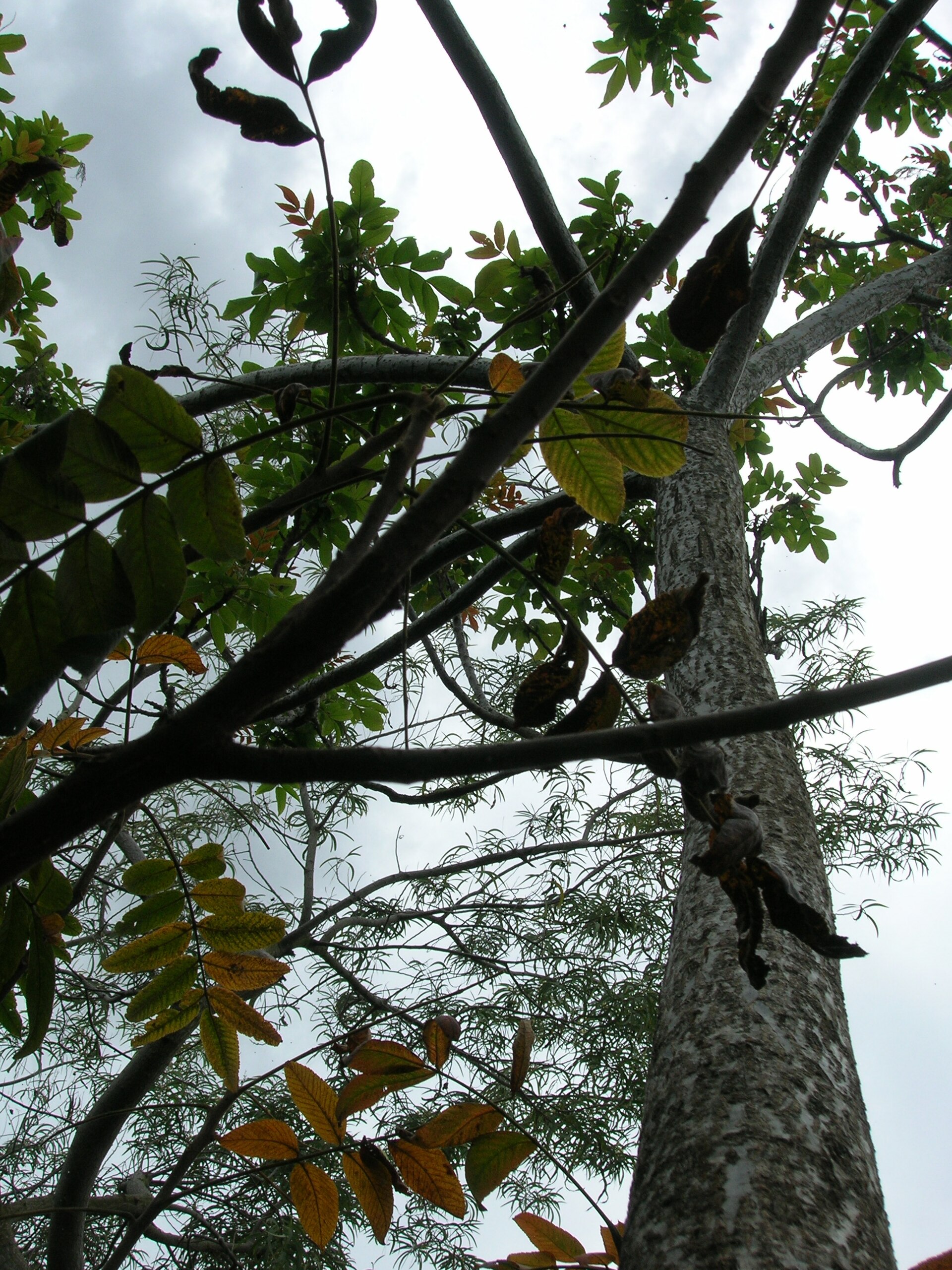 Rhus sandwicensis  Wikipedia