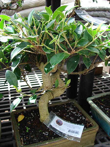 File:Starr 080117-1895 Ficus microcarpa.jpg