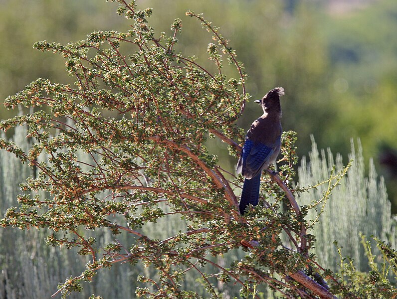 File:Stellers jay in antelope brush.jpg