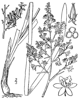 <i>Stenanthium leimanthoides</i> Species of plant