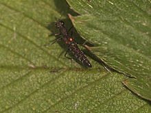 Stenus biguttatus.jpg