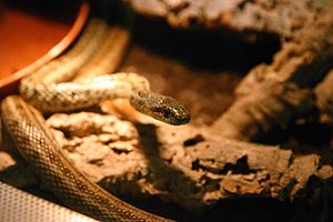 Steppe snake (Elaphe dione)