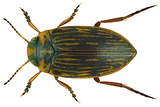 <i>Stictotarsus</i> Genus of beetles