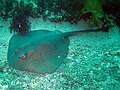 Thumbnail for Eastern shovelnose stingaree