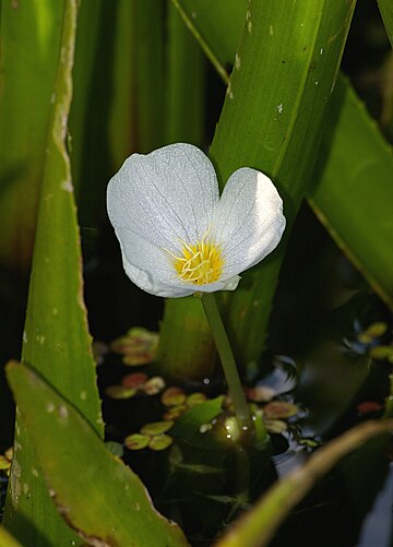 Stratiotes aloides