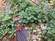 Strawberries being cultivated in a farm in Panchgani Strawberries being cultivated in a farm in Panchgani.jpg