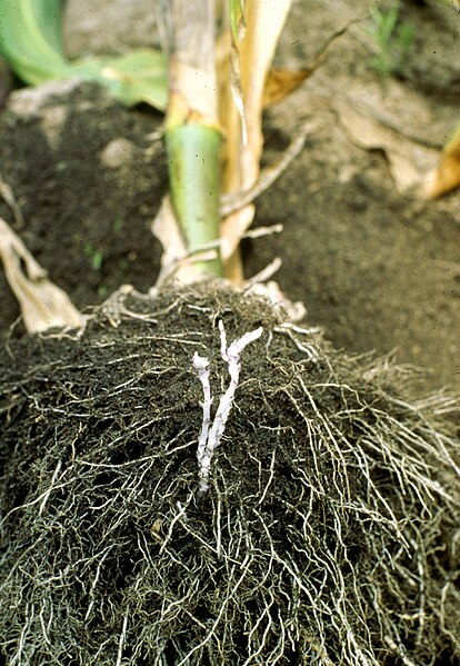 Striga witchweeds (white, center, attached to roots of the host) are economically important pests of the crop plants that they parasitize.