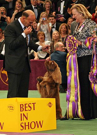 <span class="mw-page-title-main">Clussexx Three D Grinchy Glee</span> Westminster Best in Show winner 2009