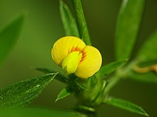 Stylosanthes fruticosa , Shrubby Pencil-Flower, Wild lucerne 2.jpg