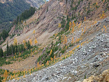Patchy forest of subalpine fir, mountain hemlock, and subalpine larch at 6,200 feet (1,900 m) in the Wenatchee Mountains. SubalpineLarch 7717l.jpg