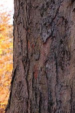 Thumbnail for File:Sugar Maple Acer saccharum Bark Vertical 2000px.jpg