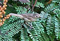 Syke's warbler Hippolais rama in Kolkata, West Bengal, India.