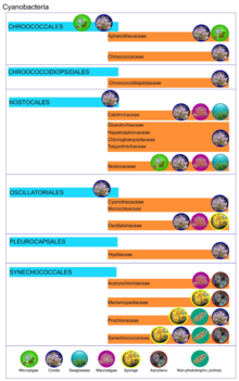 Symbioses of cyanobacteria.webp