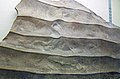 Symmetrical ripple marks (Berea Sandstone, Upper Devonian or Lower Mississippian; Sunbury, Ohio, USA).jpg