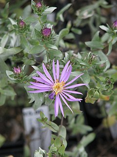 <i>Symphyotrichum sericeum</i> Species of flowering plant in the family Asteraceae native to central North America