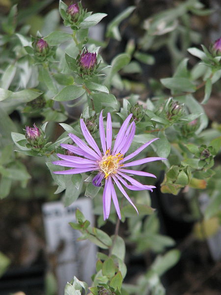 File:Symphyotrichum sericeum (15354337036).jpg