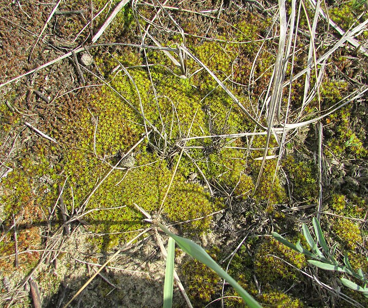 File:Syntrichia Bryophyta Oleshky Sands Ukraine.jpg