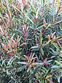 Syzygium pondoense01.jpg