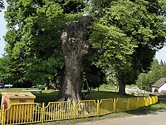 Lipa Walpurga (Jezierzyce, pętla autobusowa)