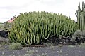 Euphorbia canariensis