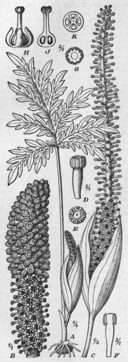 Taccarum weddellianum drawing.png