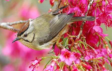 Yuhina