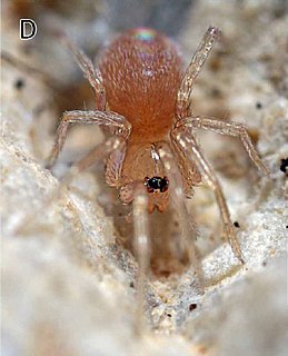 <span class="mw-page-title-main">Oonopidae</span> Family of spiders